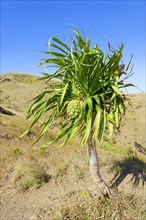 Yucca palm