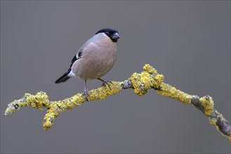 Eurasian bullfinch