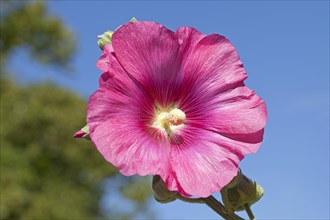 Pink flowering common hollyhock