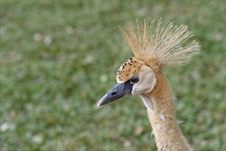 Head of a Grey Crowned-Crane or Blue-necked Crowned-Crane