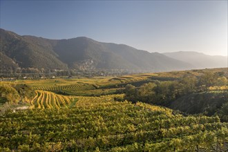 Autumnal vineyards near Weissenkirchen in the Wachau