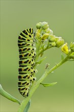 Swallowtail