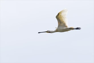 Common spoonbill