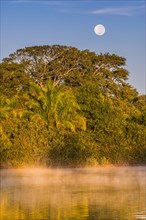 Full moon and morning fog at sunrise over the Rio Negro in the southern Pantanal