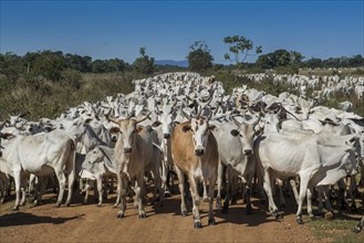 Herd of Nelore cattle