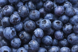 Fresh European blueberries