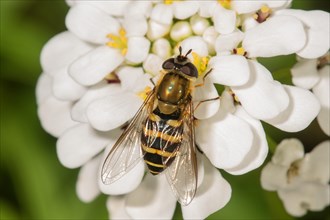 Hairy hover fly