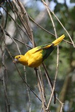 Golden parakeet or golden conure