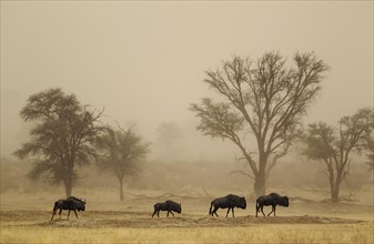 Blue Wildebeest