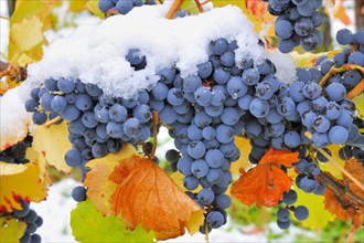 Blue vines with autumn leaves and snow