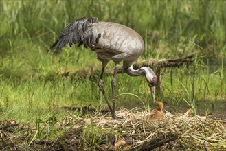 Common or Eurasian crane