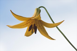 Wild yellow lily