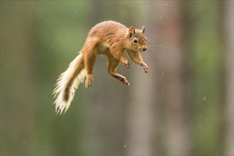 Eurasian red squirrel