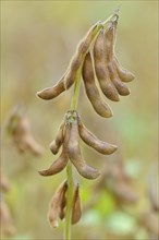 Soya beanplant