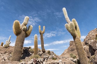 Isla Incahuasi with centuries-old cacti