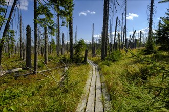 The Hochschachten adventure trail leads through dead trees