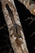 Pale fork-marked lemur