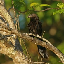 Smooth-billed anis
