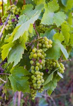 Grape vines with unripe blue grapes