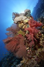Reef legde on coral reef