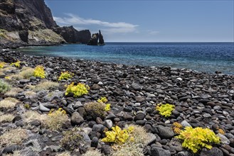 Black stones on the beach Playa de los Almorranas with yellow plants