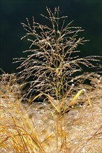 Switchgrass