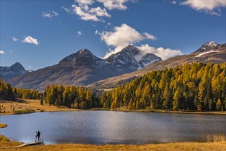 Autumnal discoloured Larches