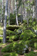Moss-covered rocks in forest