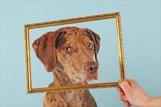 Catahoula Leopard Dog