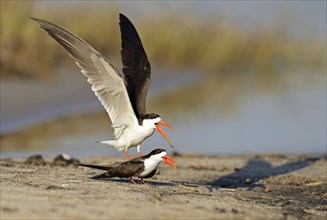 African skimmer