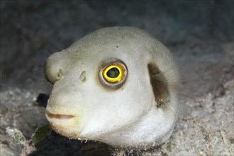 Narrow-lined pufferfish