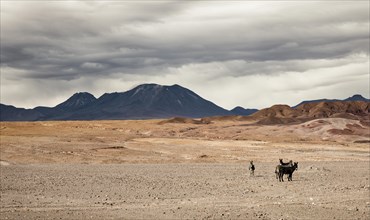 Wild donkeys in the desert