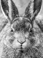 Mountain hare