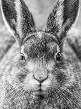 Mountain hare