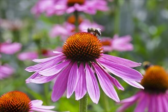 Narrow-leaved purple coneflower