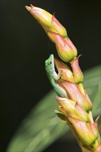 Small day gecko