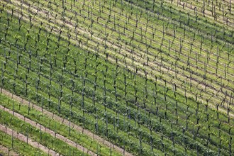 Wine growing