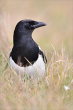 Magpie
