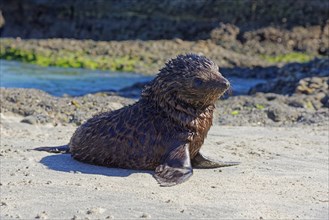 Young New Zealand Fur Seal