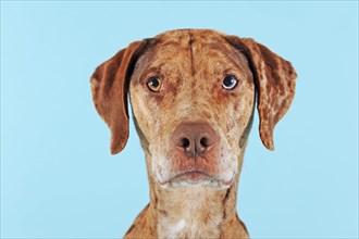 Catahoula Leopard Dog