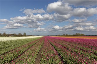 Tulip fields in bloom near Alkmaar