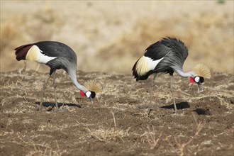 Two black crowned cranes