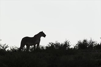 Silhouette of Lioness