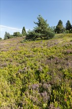 Flowering high heathland