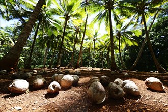 Coconuts on the ground