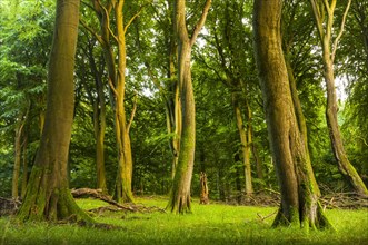 Old beech forest