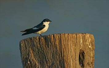 White winged swallow