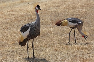 Grey-necked crowned cranes