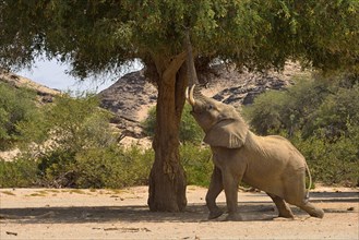 Namibian desert elephant