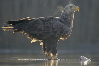 White-tailed eagle